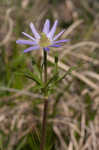 Thimbleweed